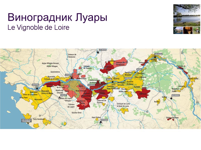 2 Виноградник Луары Le Vignoble de Loire